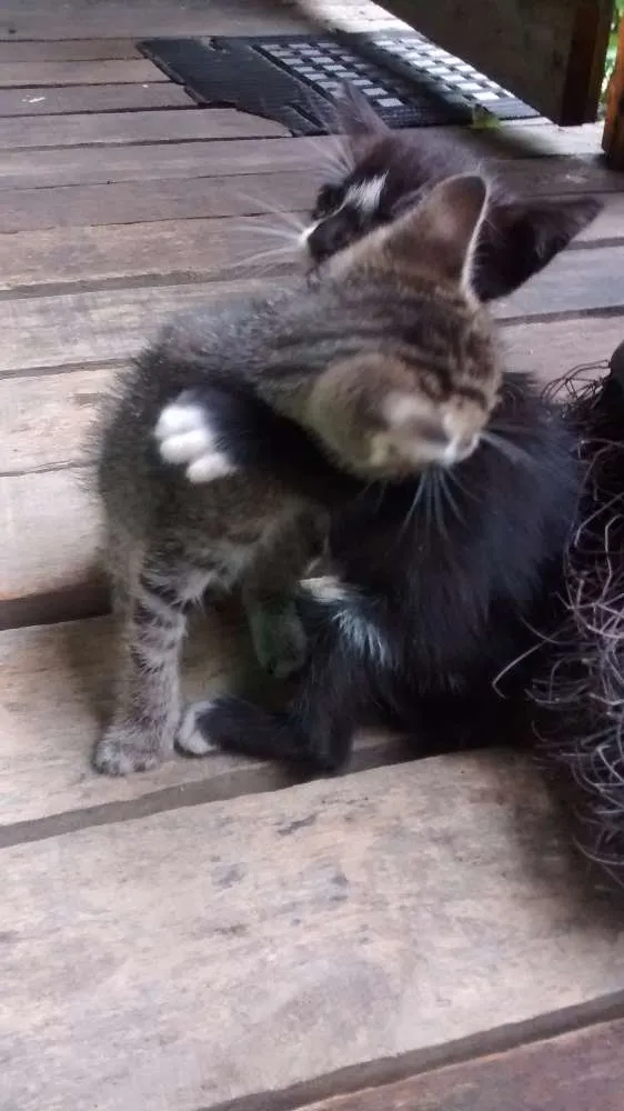 Gato ra a Felinos idade 2 a 6 meses nome Gatos machos