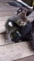 Gatos machos