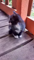 Gatos machos