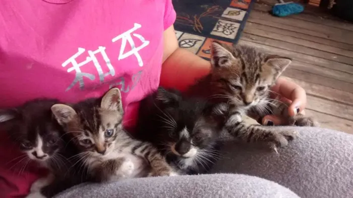 Gato ra a Felinos idade 2 a 6 meses nome Gatos machos