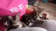 Gatos machos