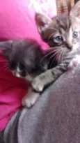 Gatos machos