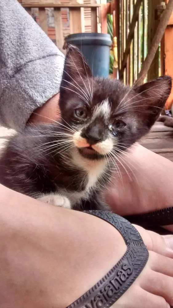 Gato ra a Felinos idade 2 a 6 meses nome Gatos machos