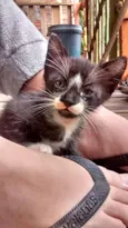 Gatos machos