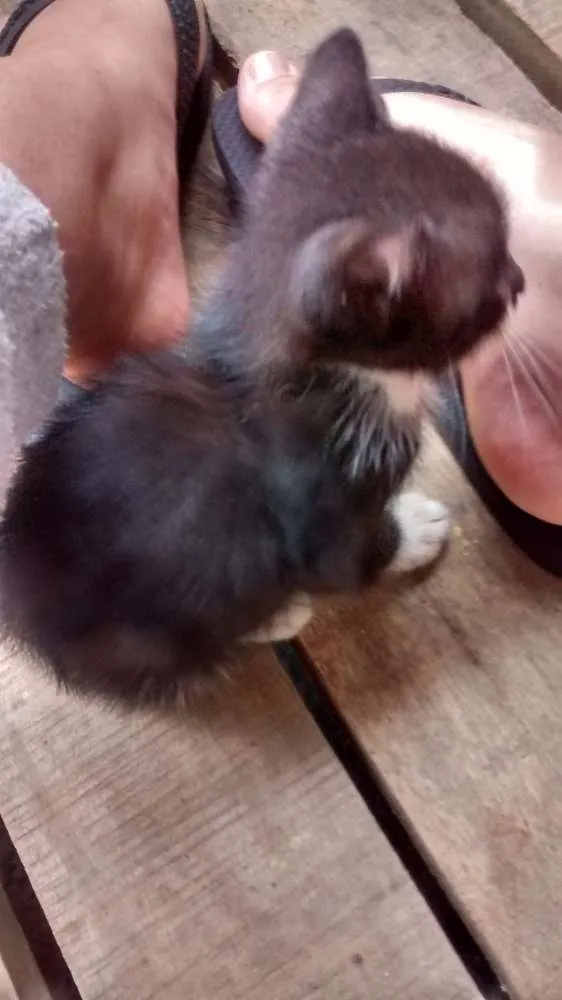 Gato ra a Felinos idade 2 a 6 meses nome Gatos machos