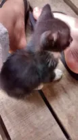 Gatos machos