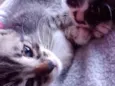 Gatos machos