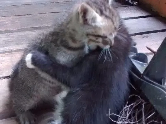 Gato ra a Felinos idade 2 a 6 meses nome Gatos machos