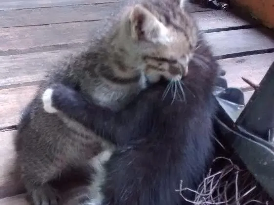 Gato ra a Felinos idade 2 a 6 meses nome Gatos machos