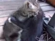 Gatos machos
