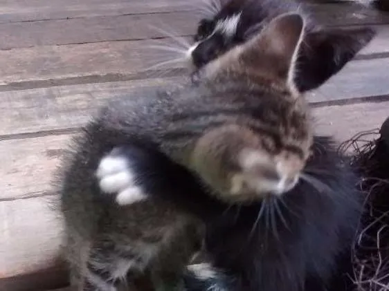 Gato ra a Felinos idade 2 a 6 meses nome Gatos machos