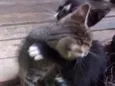 Gatos machos