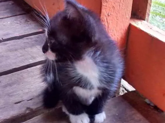 Gato ra a Felinos idade 2 a 6 meses nome Gatos machos