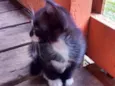 Gatos machos