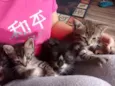 Gatos machos