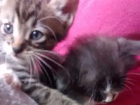 Gato ra a Felinos idade 2 a 6 meses nome Gatos machos