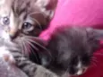 Gatos machos
