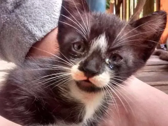 Gato ra a Felinos idade 2 a 6 meses nome Gatos machos