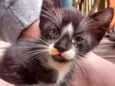 Gatos machos