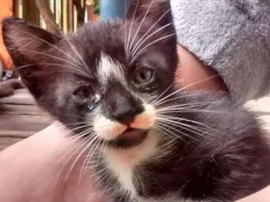 Gato raça Felinos idade 2 a 6 meses nome Gatos machos