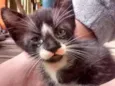 Gatos machos