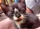Gato raça Felinos idade 2 a 6 meses nome Gatos machos
