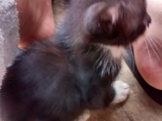Gato ra a Felinos idade 2 a 6 meses nome Gatos machos