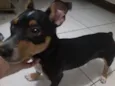 Pipoca