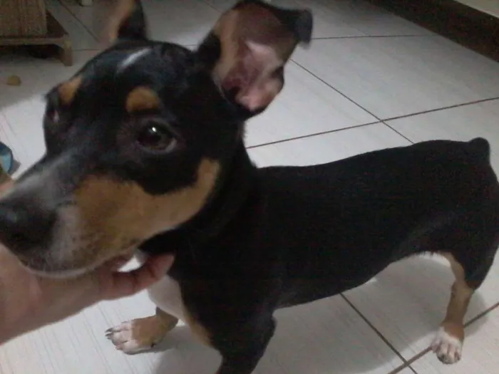 Cachorro ra a Fox idade  nome Pipoca