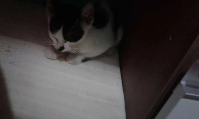 Gato raça vira-lata idade 2 a 6 meses nome Nina