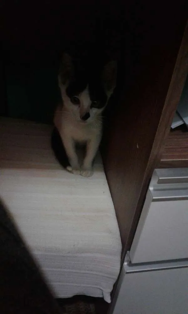 Gato raça vira-lata idade 2 a 6 meses nome Nina