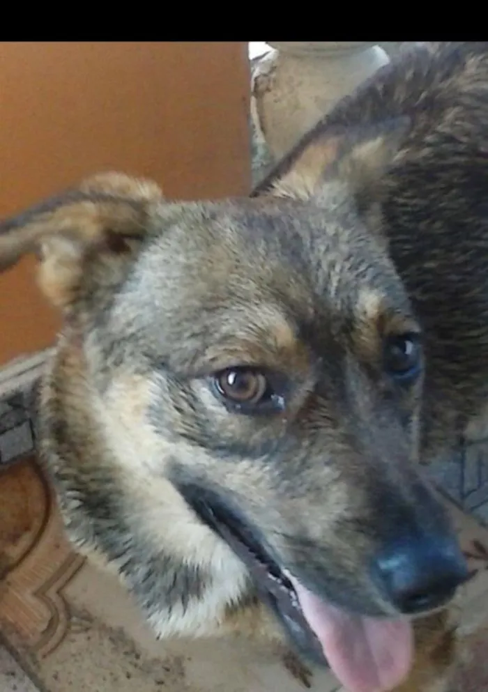 Cachorro ra a Sem raça definida idade 1 ano nome Husk
