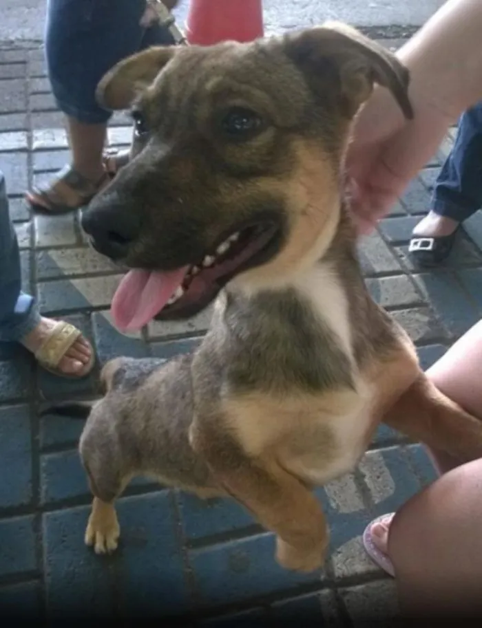 Cachorro ra a Sem raça definida idade 1 ano nome Husk