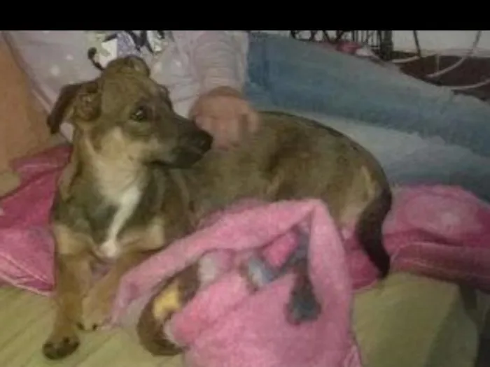 Cachorro ra a Sem raça definida idade 1 ano nome Husk