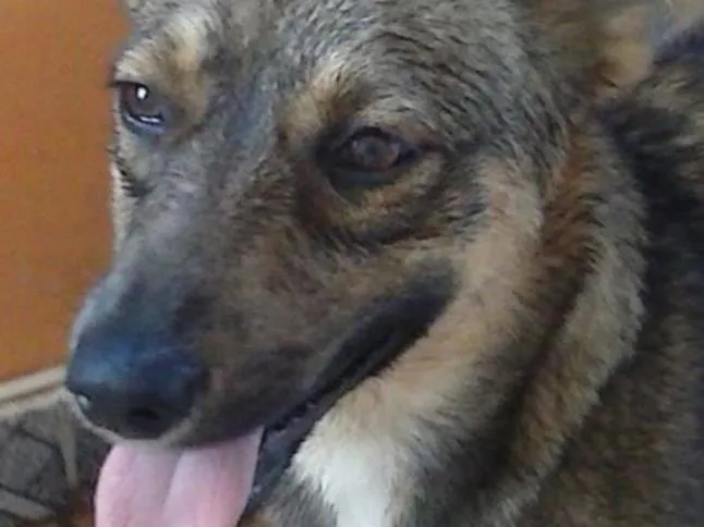 Cachorro ra a Sem raça definida idade 1 ano nome Husk