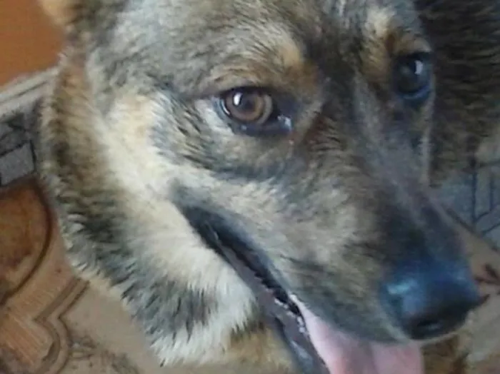 Cachorro ra a Sem raça definida idade 1 ano nome Husk