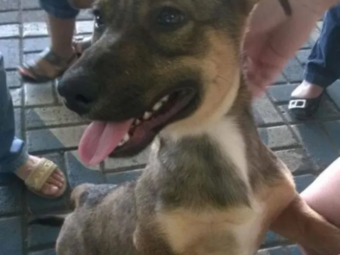 Cachorro ra a Sem raça definida idade 1 ano nome Husk