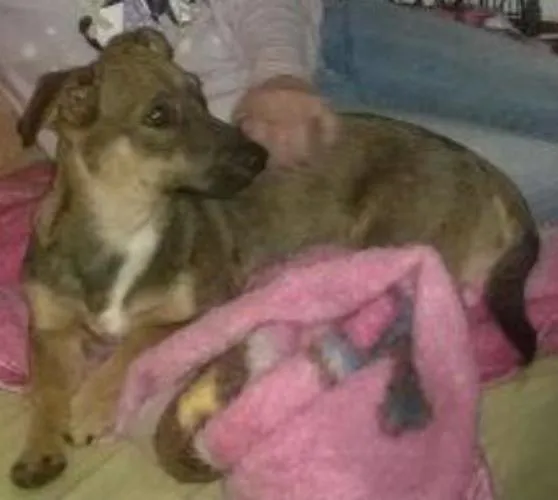 Cachorro ra a Sem raça definida idade 1 ano nome Husk