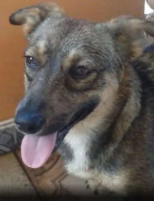 Cachorro raça Sem raça definida idade 1 ano nome Husk