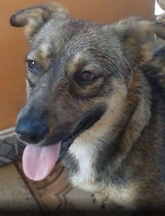 Cachorro ra a Sem raça definida idade 1 ano nome Husk