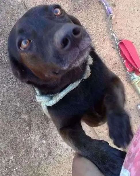 Cachorro ra a Vira lata idade 2 anos nome Bruna