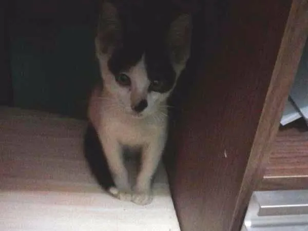 Gato raça vira-lata idade 2 a 6 meses nome Nina