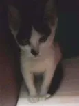 Nina