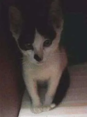 Gato raça vira-lata idade 2 a 6 meses nome Nina