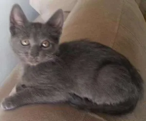 Gato raça nao tem raça definida  idade 7 a 11 meses nome miá