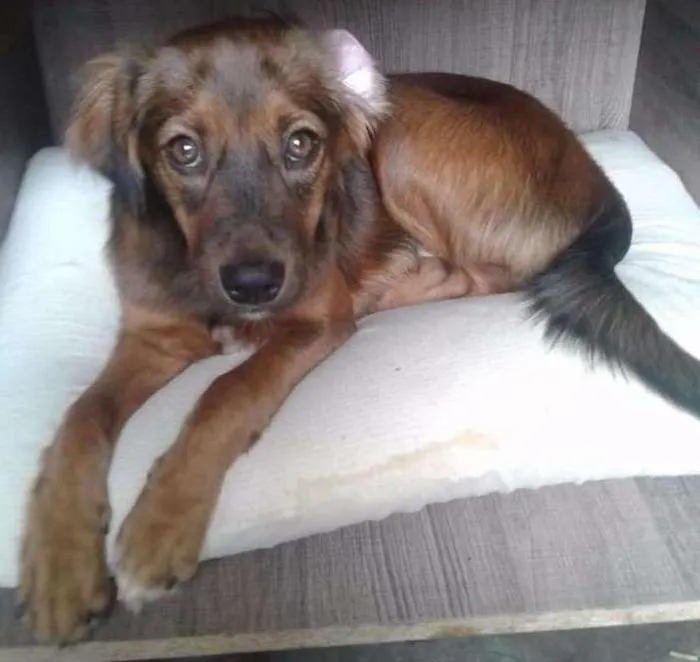 Cachorro ra a SRD idade 2 a 6 meses nome Max