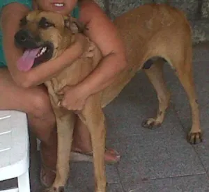 Cachorro raça viralata idade 2 anos nome Bob
