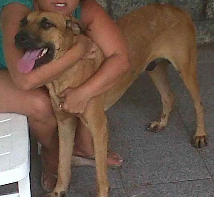 Cachorro ra a viralata idade 2 anos nome Bob
