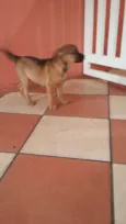Magrela