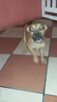 Magrela